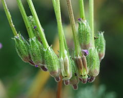 Erodium aethiopicum image