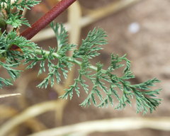 Erodium aethiopicum image