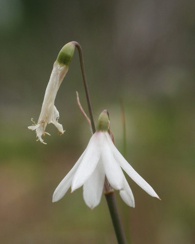 Acis trichophylla image