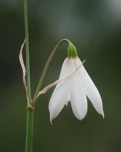 Acis trichophylla image