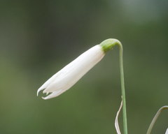 Acis trichophylla image