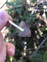 Nhambikuara cerradensis