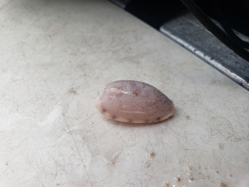 Talostolida pellucens observed 2021-12-17
