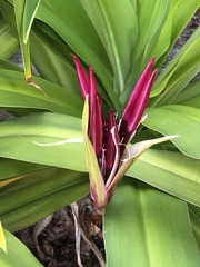 Crinum × amabile