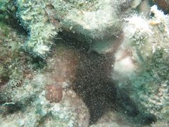 Laviactis lucida