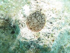 Laviactis lucida