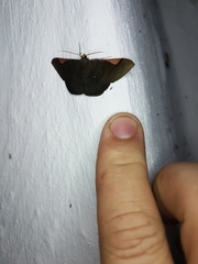 Sphacelodes vulneraria