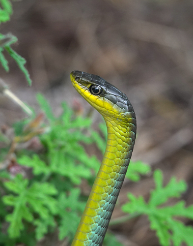 Common Tree Snake sighting