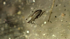 Danepteryx