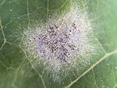 Erysiphe caprifoliacearum