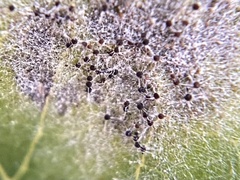 Erysiphe caprifoliacearum