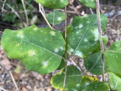 Erysiphe caprifoliacearum