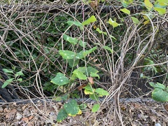 Erysiphe caprifoliacearum