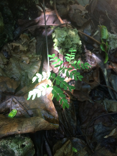 Serianthes nelsonii observed 2015-04-16