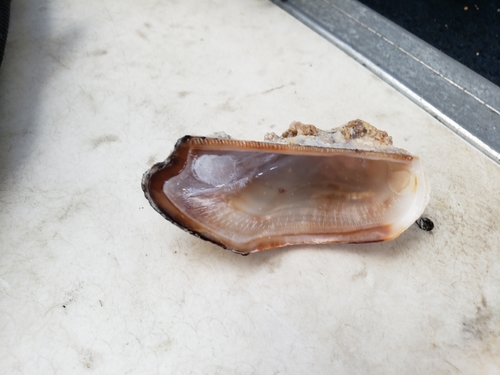 Lamarcka ventricosa observed 2021-12-17