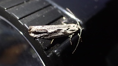 Ethmia discostrigella