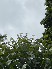 Kopsia singapurensis