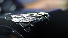 Ethmia discostrigella