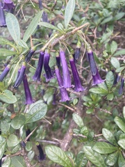 Dunalia spinosa