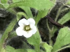 Nama jamaicensis, photograph Adriana Nelly Correa Sandoval, CC BY, iNaturalist via GBIF
