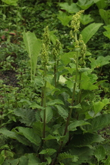 Verbascum pyramidatum