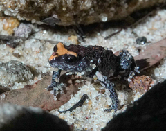 Pseudophryne australis