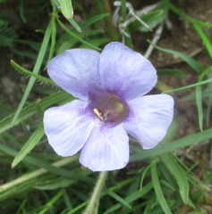 Ruelliopsis setosa