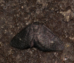 Epipyropidae