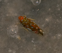 Erythroneura rubra