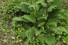 Verbascum pyramidatum