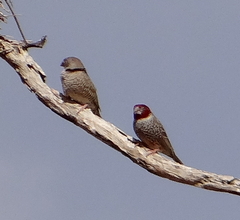 Amadina erythrocephala