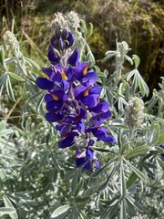 Lupinus mutabilis