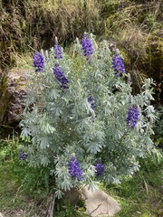 Lupinus mutabilis