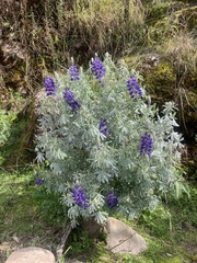 Lupinus mutabilis