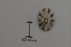 Fissurella barbadensis