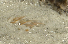 Bunodosoma cavernatum