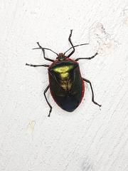 Rhyssocephala