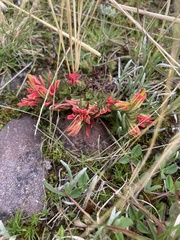 Castilleja pumila