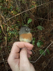 Xenotriccus callizonus