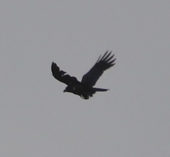 Corvus leucognaphalus