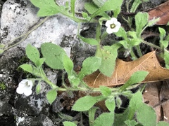Nama jamaicensis, photograph Adriana Nelly Correa Sandoval, CC BY, iNaturalist via GBIF