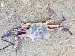 Achelous xantusii