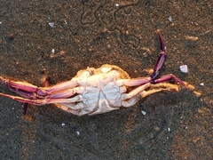 Achelous xantusii