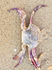 Achelous xantusii