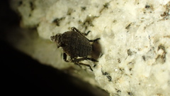 Orgerius