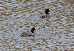 Fulica atra
