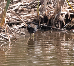 Gallinula chloropus