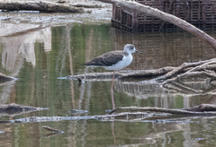Himantopus himantopus