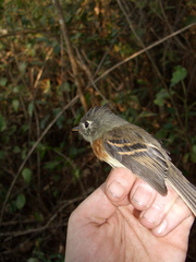 Xenotriccus callizonus