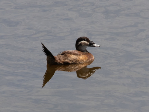 Malvasía cabeciblanca (Oxyura leucocephala)